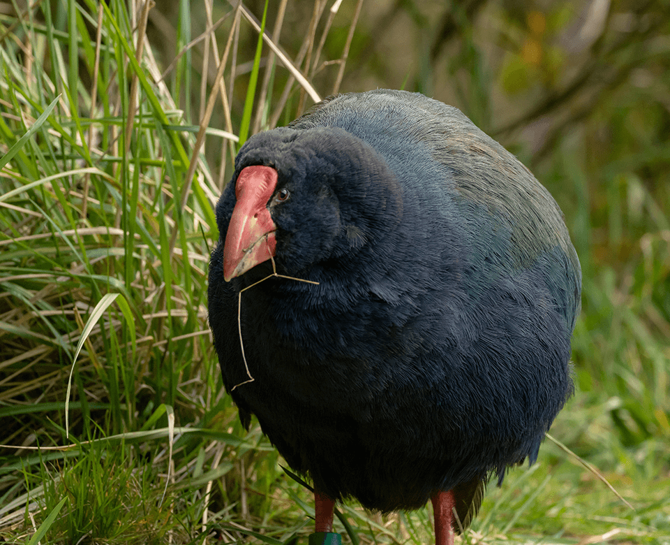 Close up of a Takahe, a flightless bird with a large red beak and blue feathers.